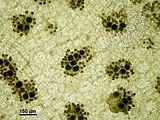 Asperococcus bullosus5